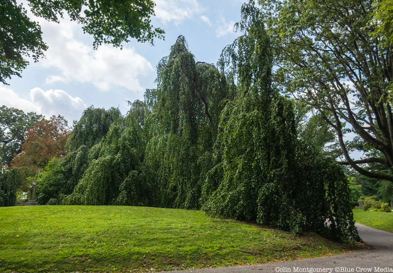 A Weeping-Beech Tree in Green-Wood Cemetery