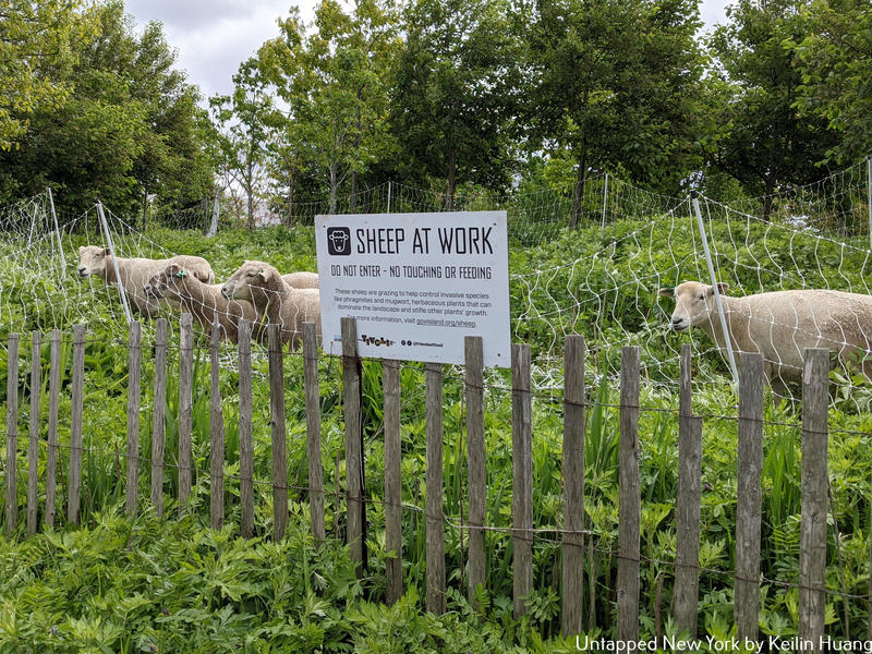 Sheep at Work
