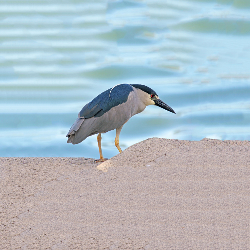 Black Crowned Night Heron, Photo courtesy of  Natural Areas Conservancy