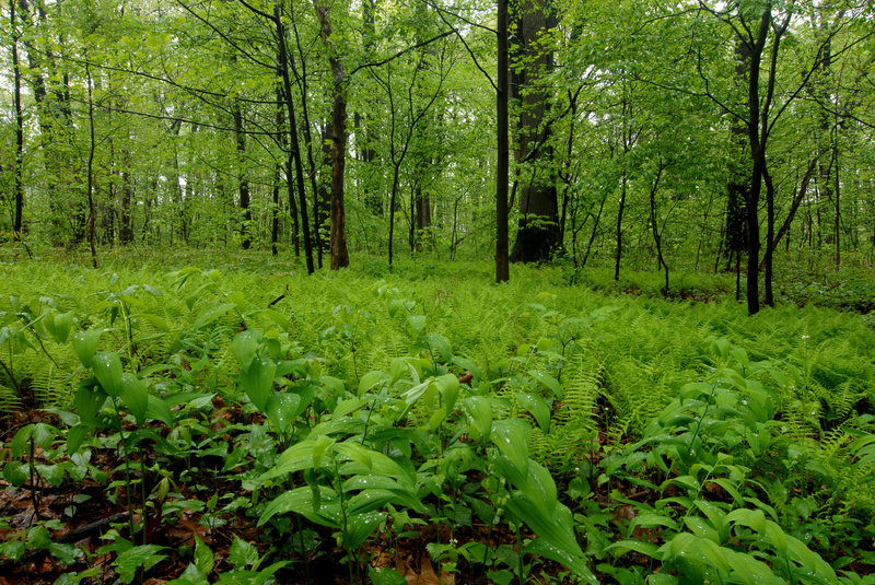 Cunningham Park, Photo courtesy of Natural Areas Conservancy