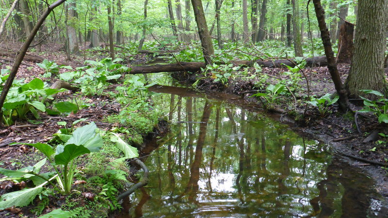 Latourrette South Forested Wetland Stream, Photo courtesy of Natural Areas Conservancy