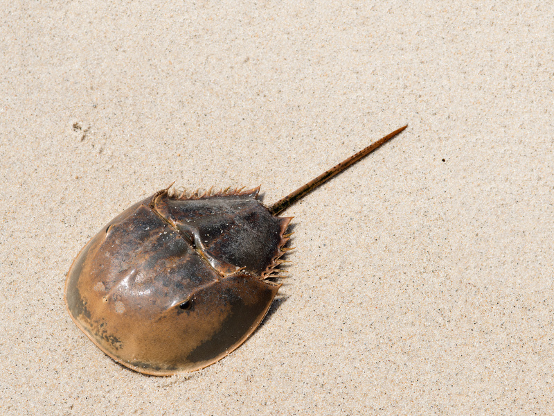 Horseshoe Crab, Photo courtesy of Natural Areas Conservancy