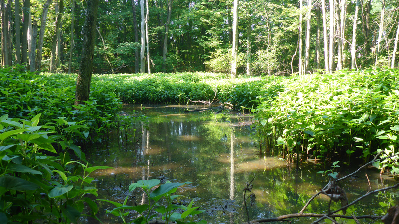 Long Pond Freshwater Wetland, Photo courtesy of Natural Areas Conservancy