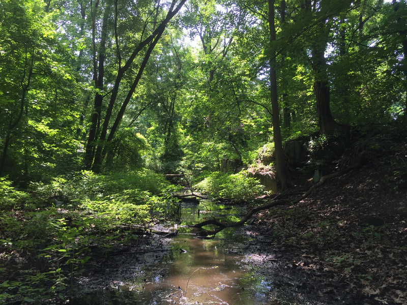 Rattlesnake Creek in Seton Falls, Photo courtesy of Natural Areas Conservancy
