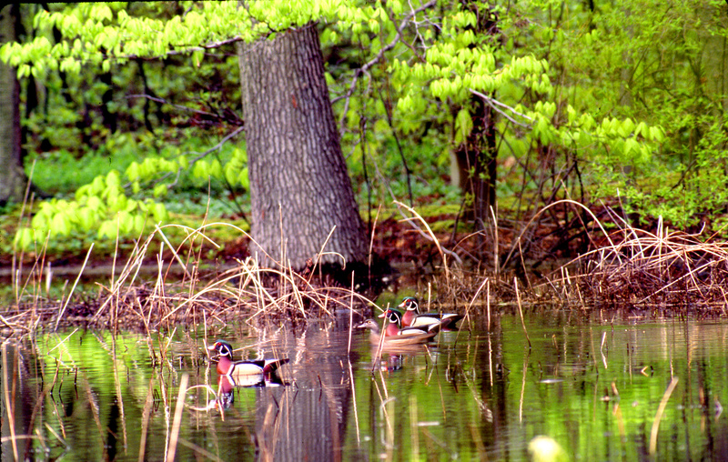 Ducks in Alley Pond, Photo courtesy of Natural Areas Conservancy
