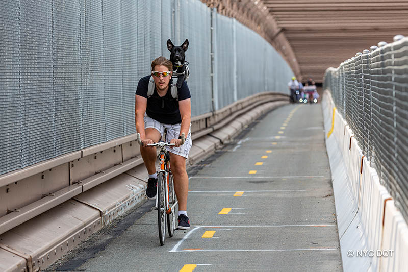Man biking with dog on Brooklyn Bridge bike lane