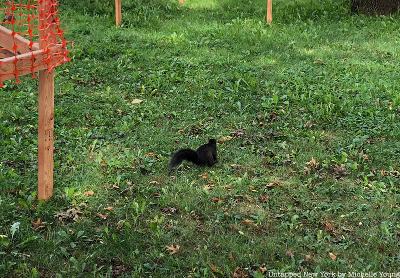 A black squirrel in City Hall Park in NYC
