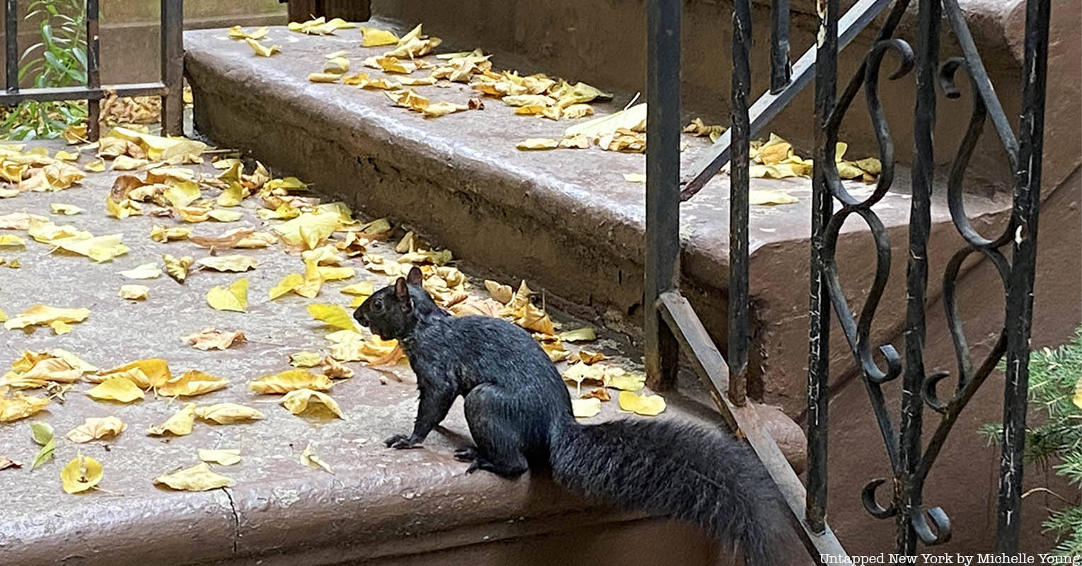 black squirrel of NYC