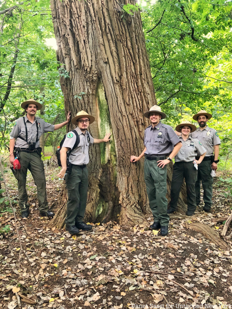 Cottonwood tree with rangers at Inwood Hill Park