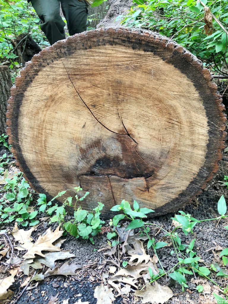 fallen tree at Inwood Hill Park