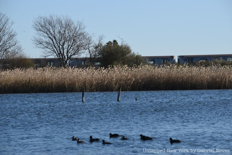 East Pond at Jamaica Bay Wildlife Refuge with A train in the background