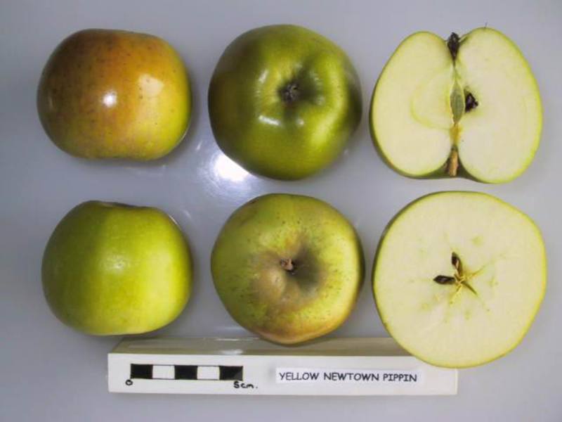 newtown pippin apples 