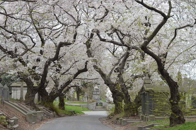 cherry blossom trees at Green-Wood Cemetery