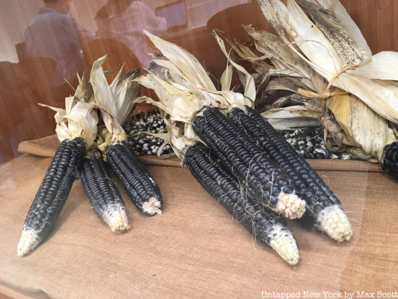Sesapsing Flint Corn from the rematriation project at the Lenape exhibition