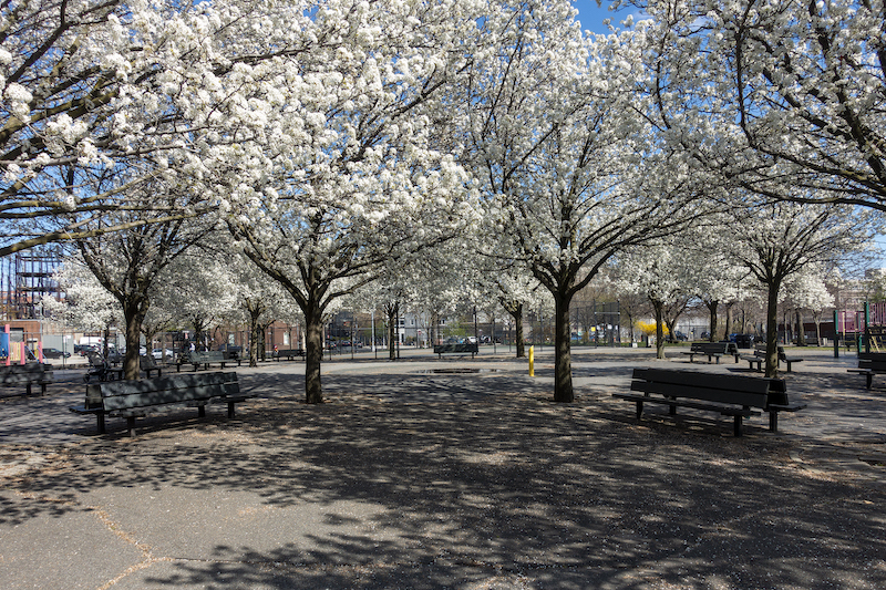 flowering trees in McCarren Park