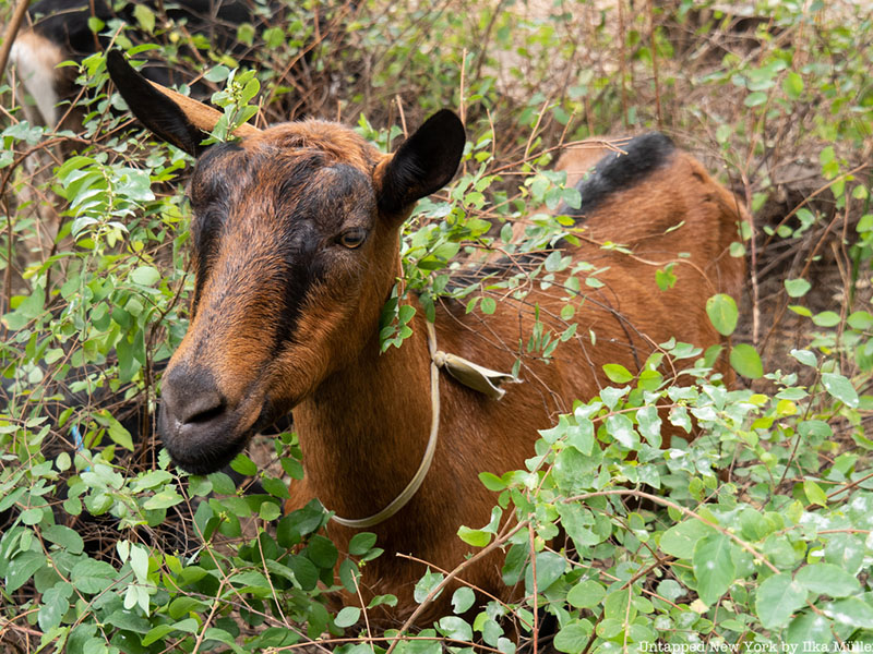 Goats in Stuyvesant Cove Park