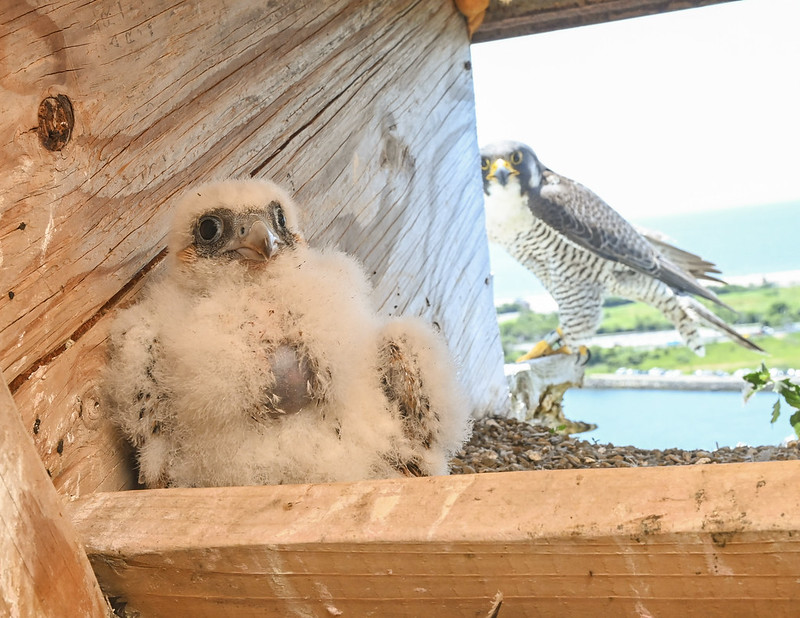 Tillie, a peregrine falcon chick, and his mother falcon