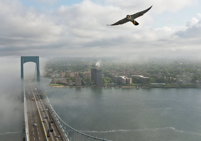 A falcon soars above the Throgs Neck Bridge