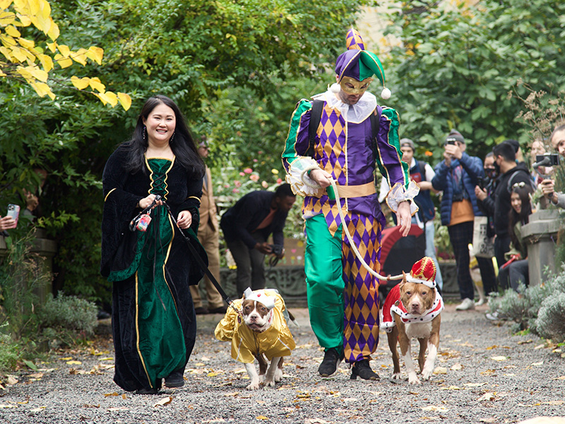 A man and woman dressed as a joker and princess walk two dogs dressed as a king and queen.