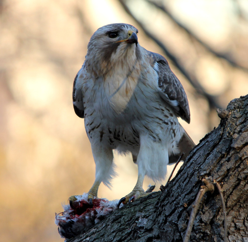 Pale Male in Central Park, one of NYC's famous animals