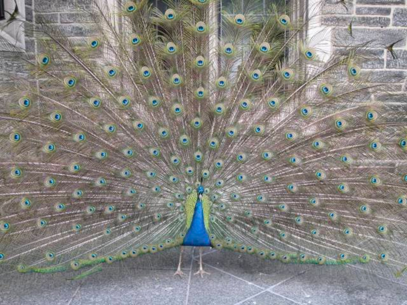 Peacock at the Cathedral of Saint John the Divine
