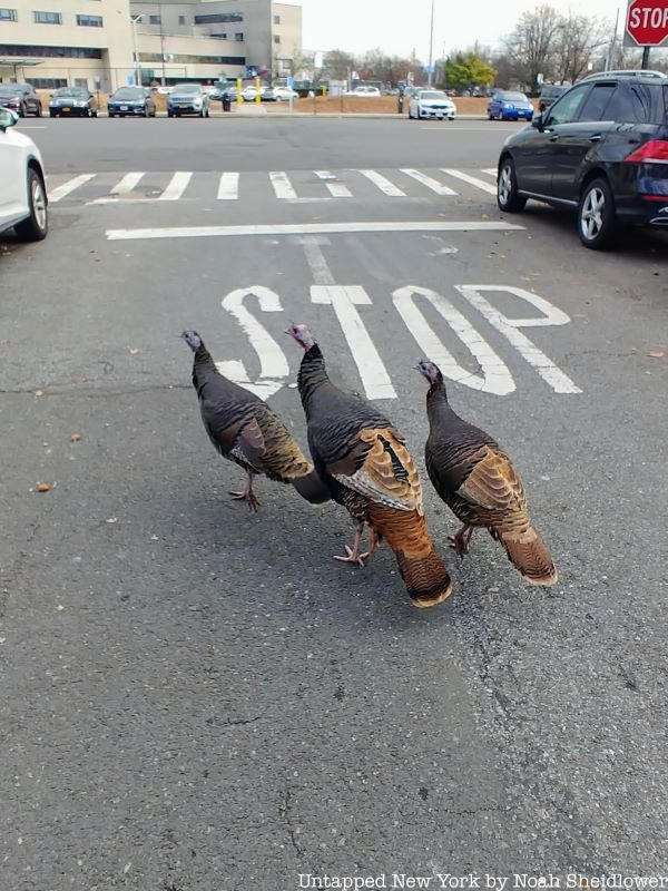 Wild turkeys Staten Island