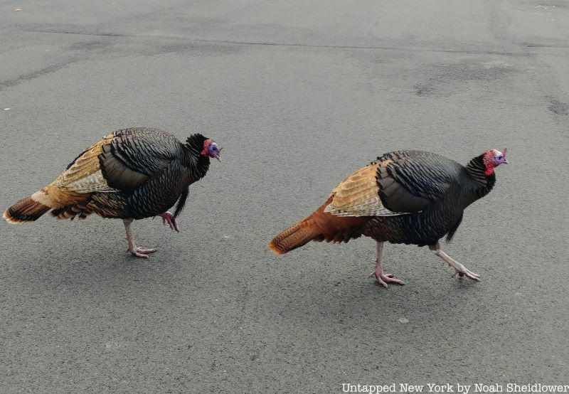 Wild turkeys Staten Island