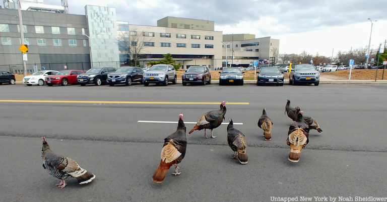 Wild Turkeys Run The Streets Of Staten Island Untapped New York   Featured Wild Turkeys Staten Island 2022 Untapped New York2 768x402 