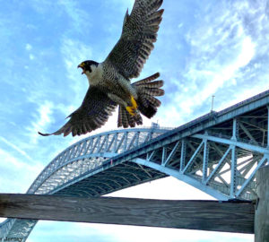 Falcon flying over the Bayonne Bridge