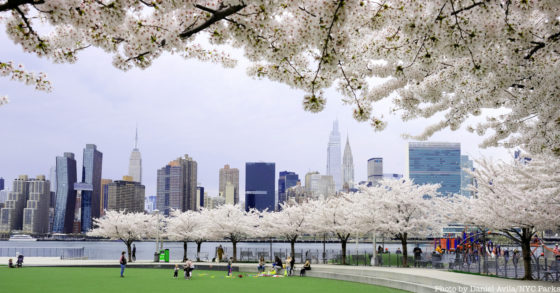 The Best Places to See Cherry Blossom Trees in NYC