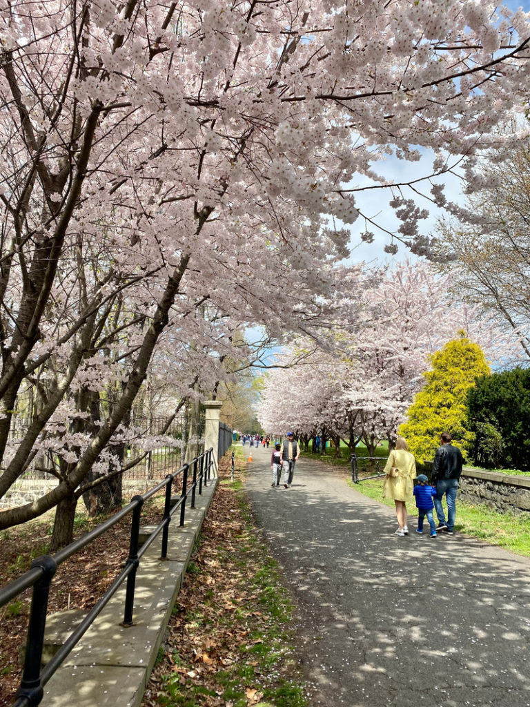 Snug Harbor Botanical Garden Cherry blossom trees