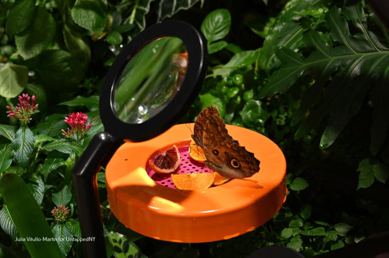 Butterfly at the Vivarium of the Gilder Center