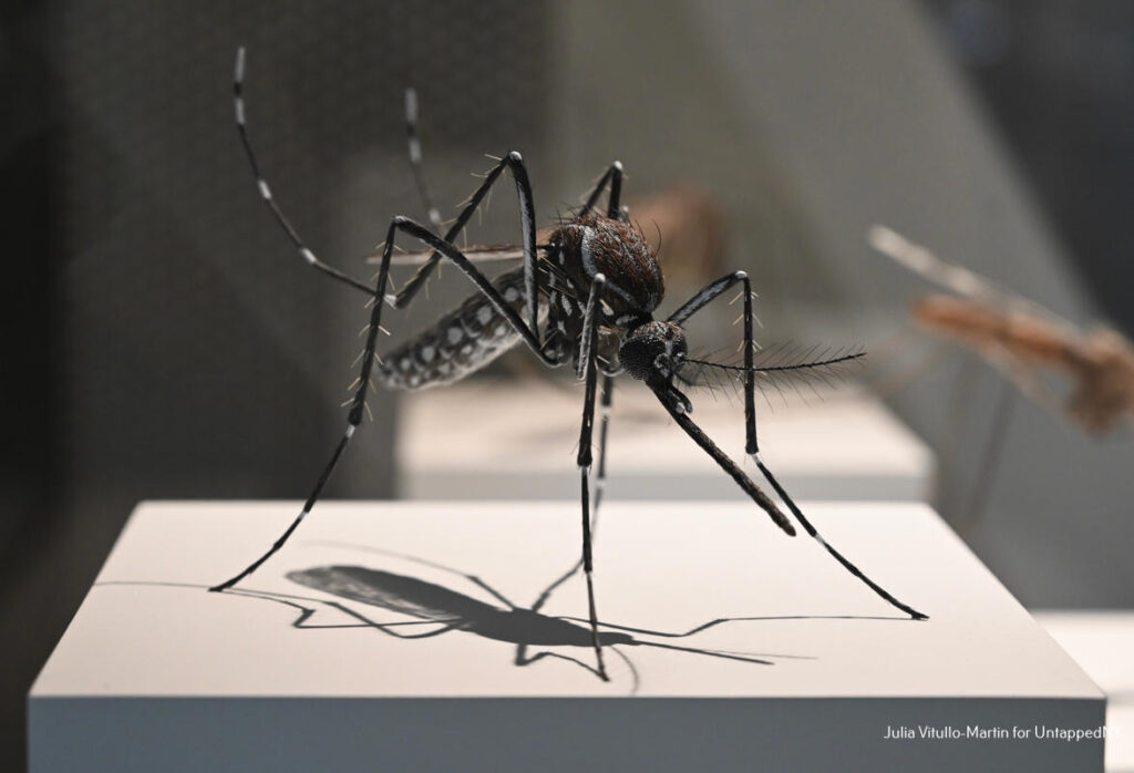 A mosquito on display at the Gilder Center for Science, Education, and Innovation