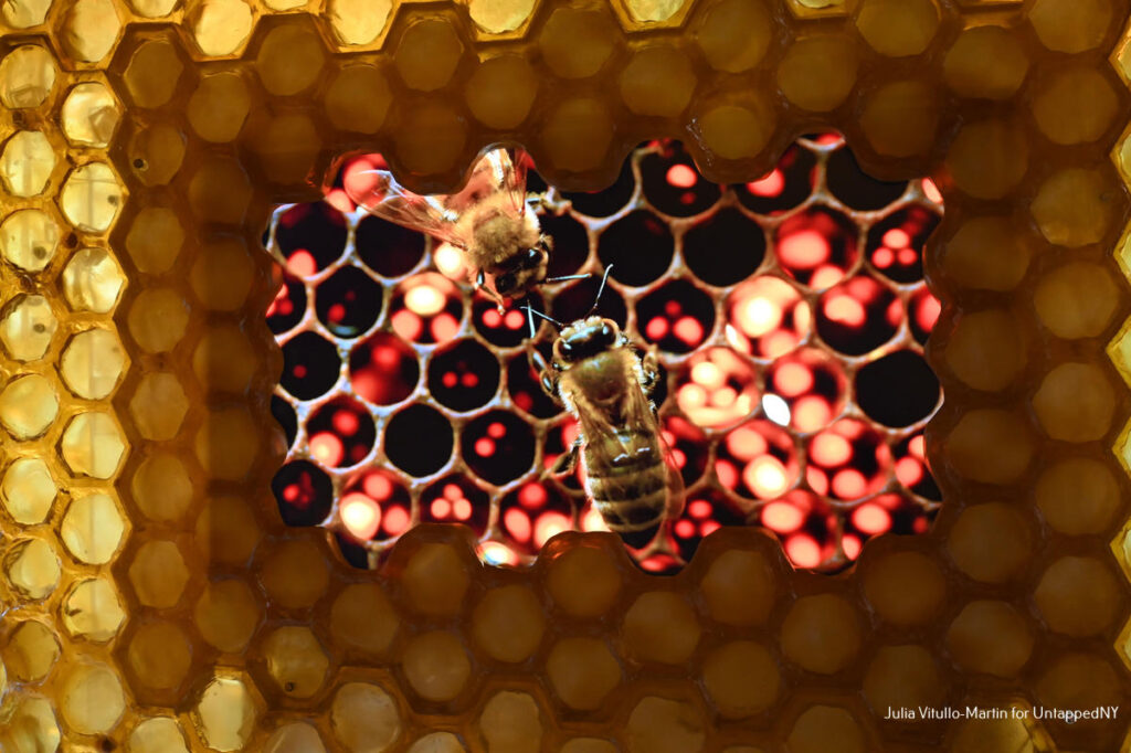 An image of two bees