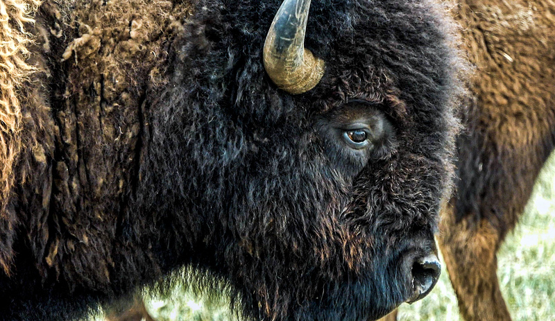 Close up of a bison face