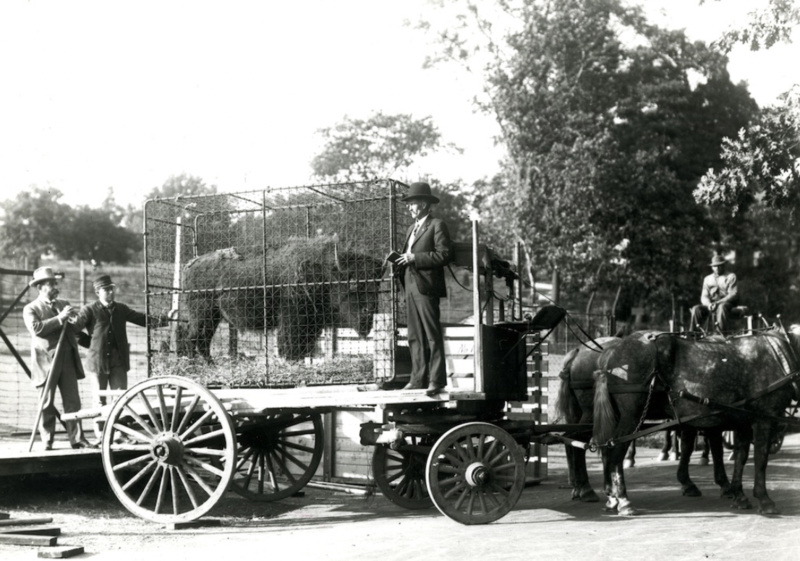 A bison in a cage on a carriage