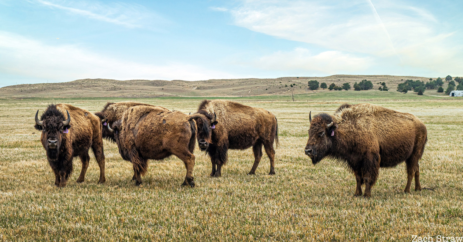 Bison on the plains