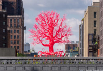 Old Tree on the High Line