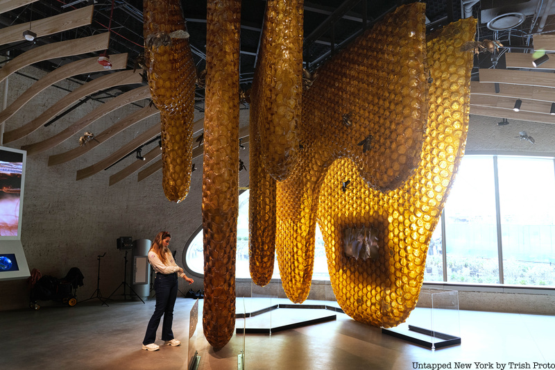 Beehive model at AMNH