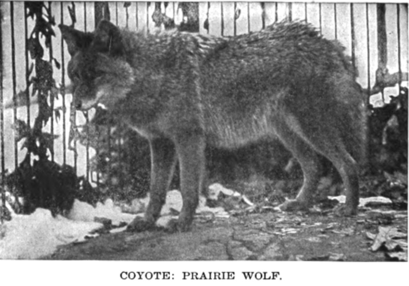 A coyote at the Bronx Zoo