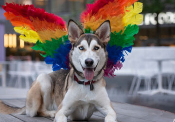 Dog with rainbow wings