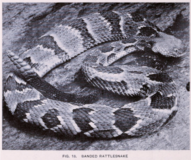 A striped snake