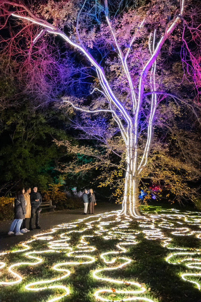 Frost Tree at Lightscape Brooklyn Botanic Garden
