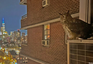 Flaco the owl stands on an air conditioning unit with the NYC skyline in the background