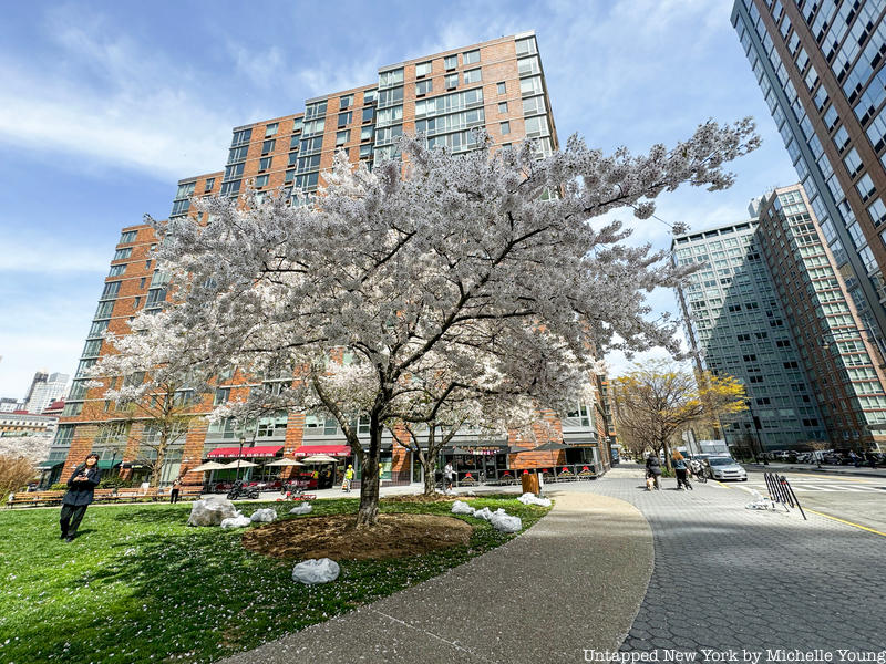 Magnolia tree blooming on Main Street on Roosevelt Island