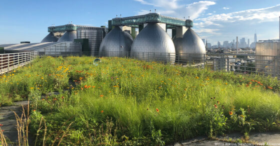 Explore a Hidden Rooftop Meadow Atop a Brooklyn Movie Studio